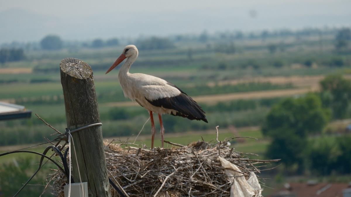 Bir köyü istila ettiler: Adı bile değişti! Her geçen yıl sayıları artıyor 4
