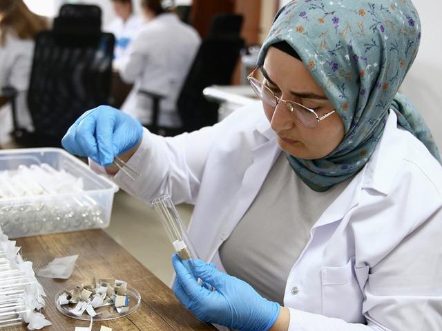 Giresun'da &uuml;retilen samuray arıları 5 ilde doğaya bırakılacak