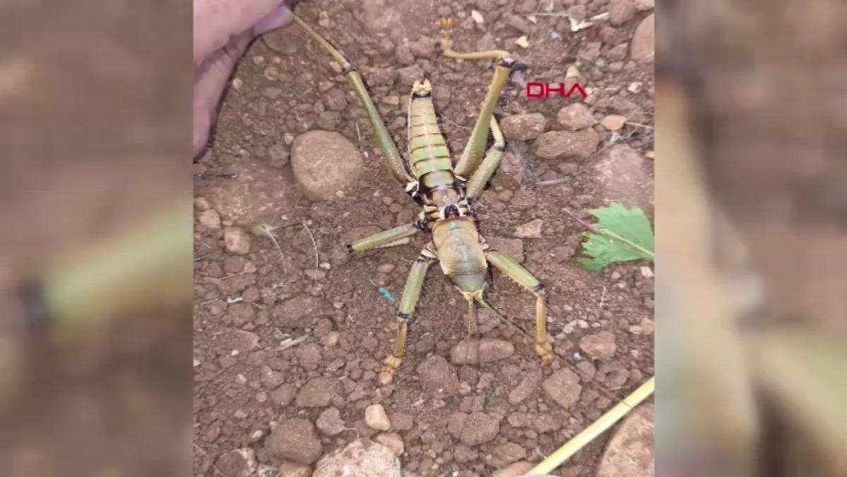 Adıyaman da g&ouml;r&uuml;nt&uuml;lendi: El b&uuml;y&uuml;kl&uuml;ğ&uuml;nde! 1