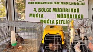 Muğla’da CİMER’e yapılan şikayet, kaçak hayvan ticaretini ele verdi