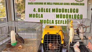 Muğla&rsquo;da CİMER&rsquo;e yapılan şikayet, ka&ccedil;ak hayvan ticaretini ele verdi