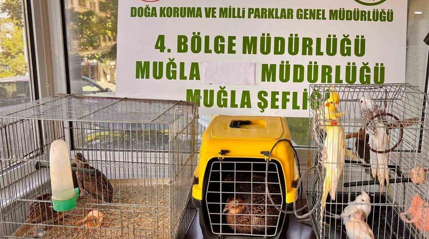 Muğla&rsquo;da CİMER&rsquo;e yapılan şikayet, ka&ccedil;ak hayvan ticaretini ele verdi