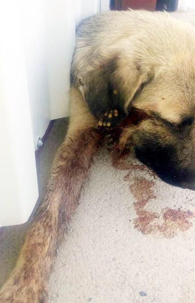 Yaralı bulunan köpeğin vücudundan 145 saçma çıkarıldı