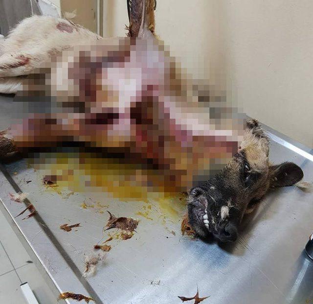 Yaralı bulunan köpeğin vücudundan 145 saçma çıkarıldı