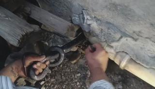 Koluna dolanan 2 dev yılanı saklandıkları delikten b&ouml;yle &ccedil;ıkardı