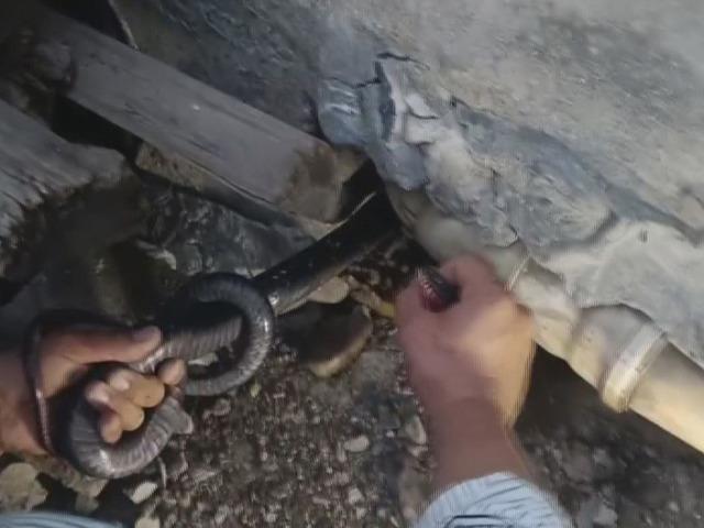 Koluna dolanan 2 dev yılanı delikten bakın nasıl &ccedil;ıkardı