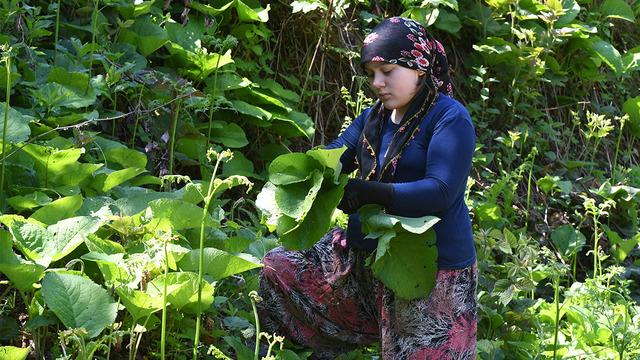 Yılda bir kez çıkıyor: Bu şifalı otu toplamak için dağlara akın ediyorlar
