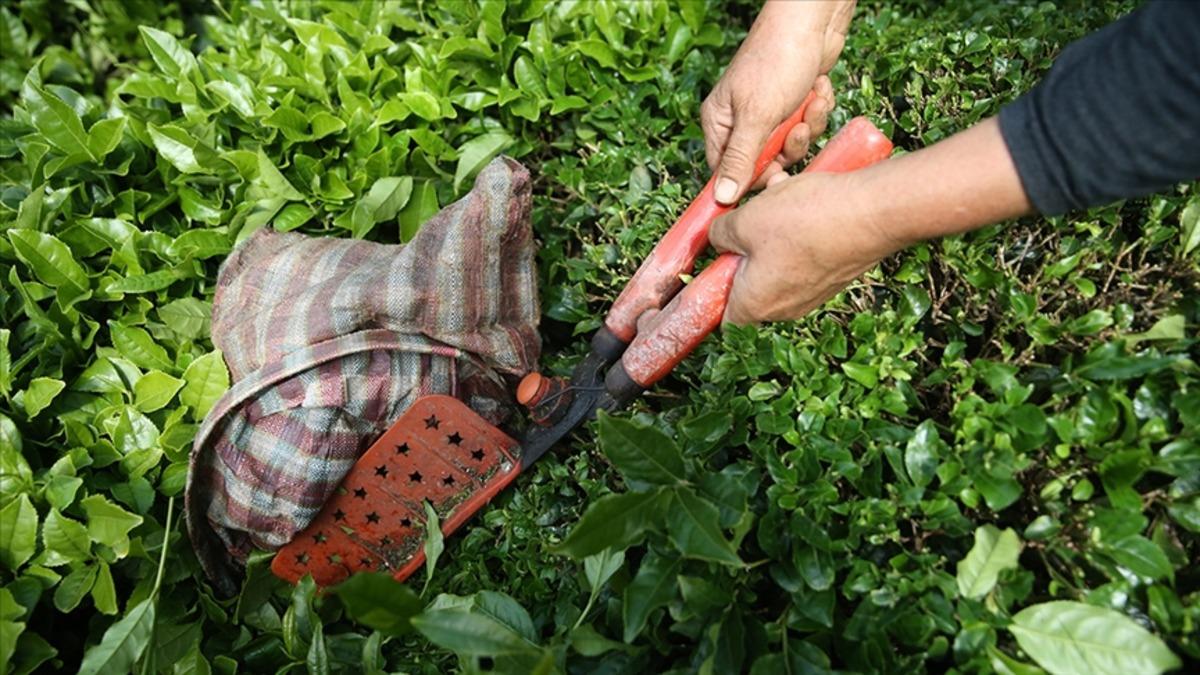 120 yıllık k&ouml;kl&uuml; &ccedil;ay devi iflas etti! Alacaklılar i&ccedil;in tarih verildi 1