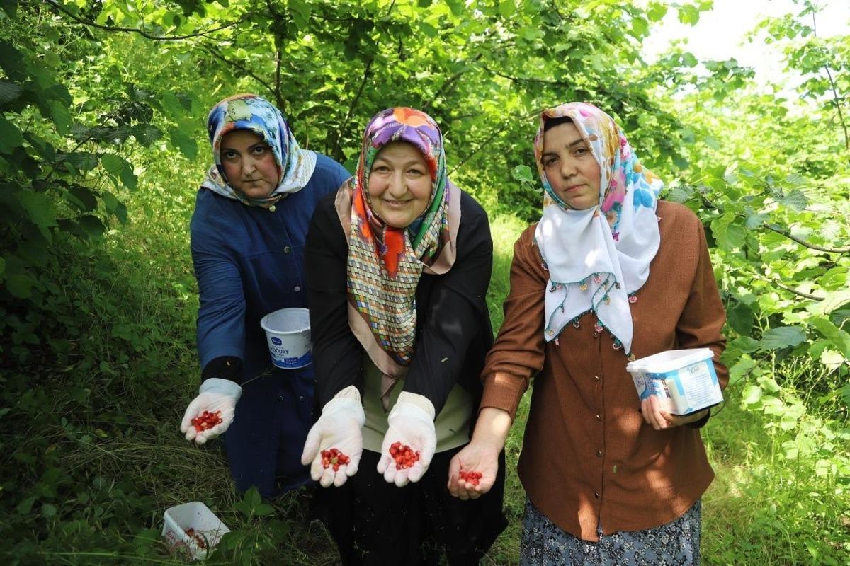 Dağlarda kendiliğinden yetişiyor: Dağ çileği reçeli tescillendi 3