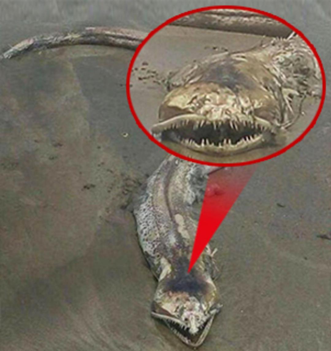 Bu canavarın gizemi &ccedil;&ouml;z&uuml;lemedi