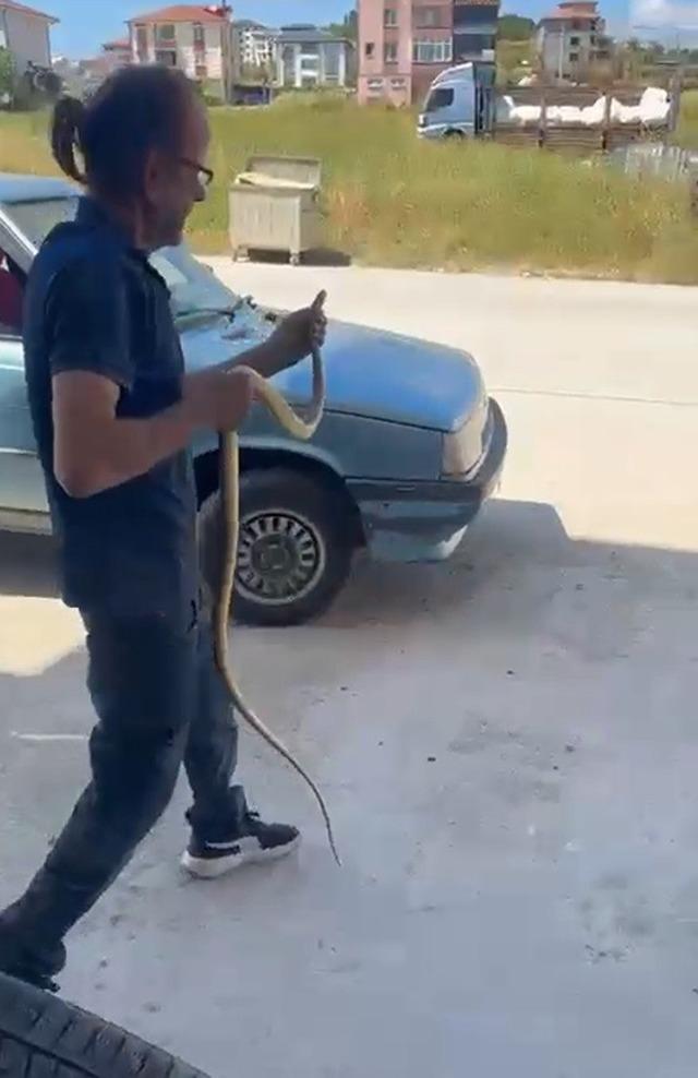 Yılanları çıplak elleriyle yakalayıp doğaya salıyor 4