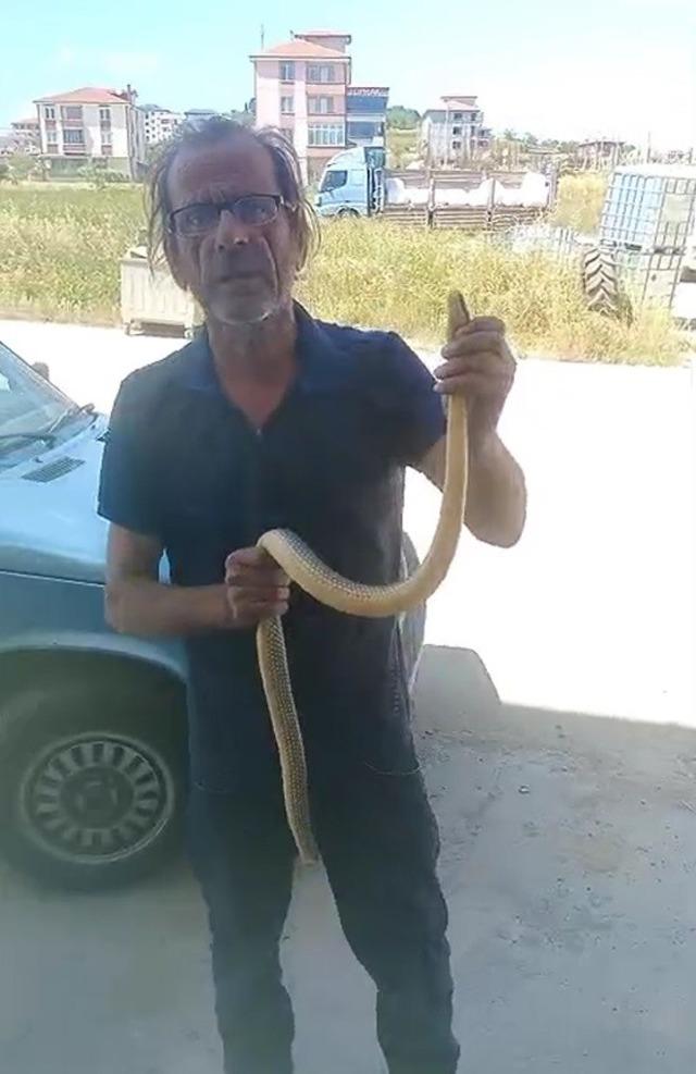 Yılanları çıplak elleriyle yakalayıp doğaya salıyor 3