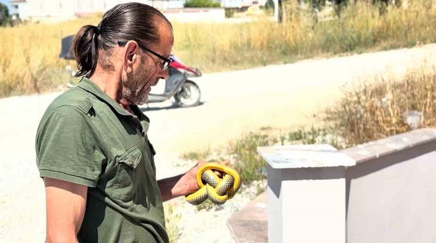 Yılanları &ccedil;ıplak elleriyle yakalayıp doğaya salıyor