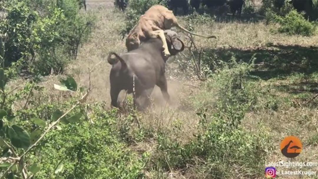 Vahşi doğada inanılmaz anlar 
