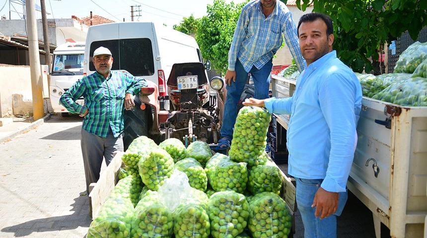 Para etmeyen erik, üreticiyi mağdur etti