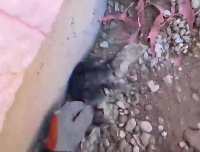 Moloz yığını altında kalan yavru kedi kurtarıldı 1