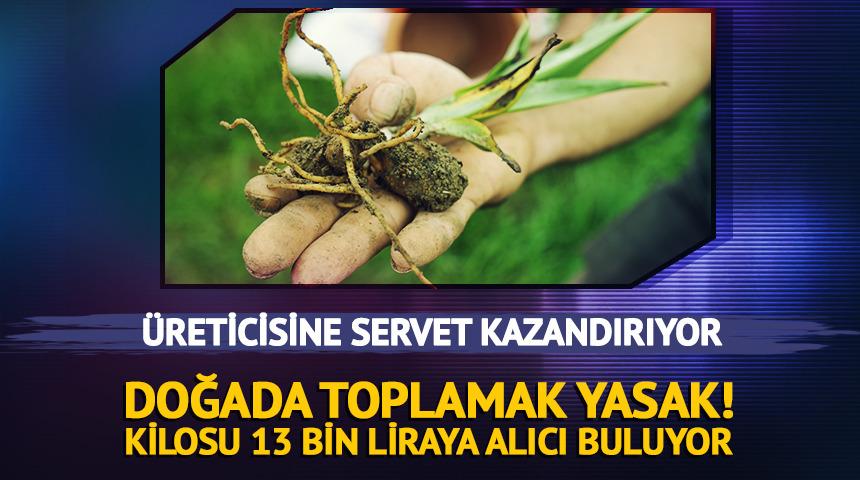Doğada toplanması yasak! &Uuml;reticisine servet kazandırıyor: Kilosu 13 bin lira