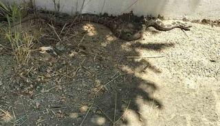 Menteşe&rsquo;de zehirli engerek okul bah&ccedil;esinde g&ouml;r&uuml;ld&uuml;