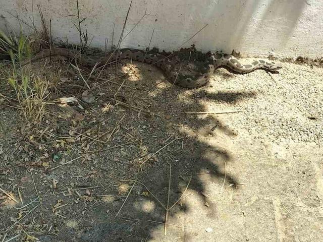 Menteşe&rsquo;de zehirli engerek okul bah&ccedil;esinde g&ouml;r&uuml;ld&uuml;