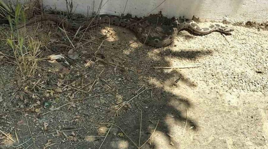 Menteşe&rsquo;de zehirli engerek okul bah&ccedil;esinde g&ouml;r&uuml;ld&uuml;