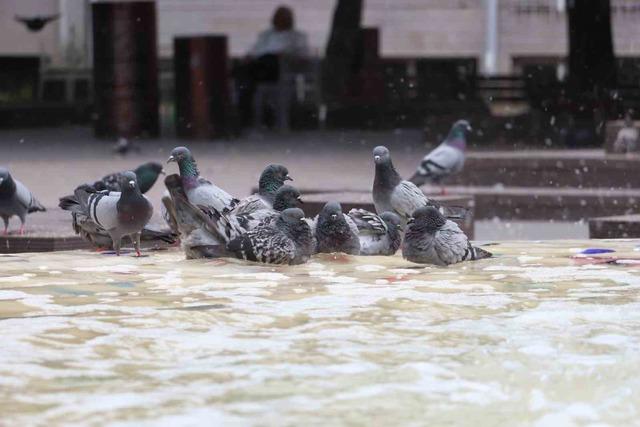 Sıcaktan bunalan g&uuml;vercinler s&uuml;s havuzunda serinledi 1