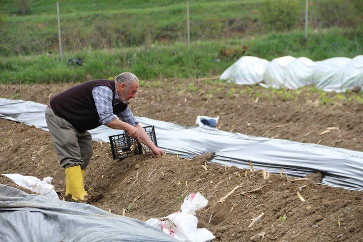  Köyüne dönen gurbetçi, kuşkonmaz üretimine başladı G2