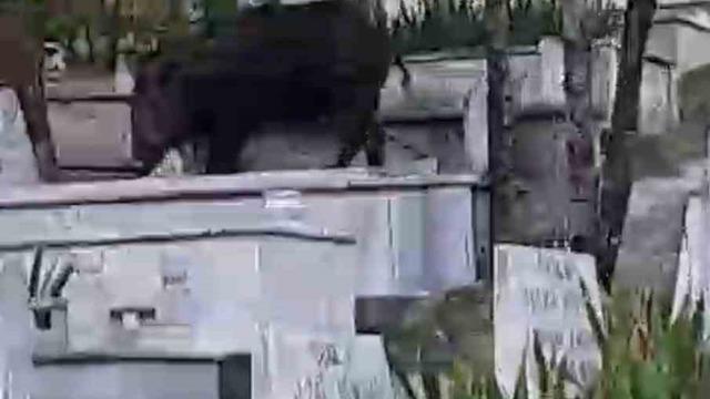 Mezarların üzerine çıkıp otlanan yaban domuzu görüntülendi