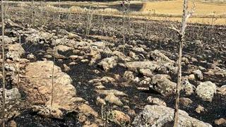 Diyarbakır’da yüzlerce dönüm ekili alan kül oldu