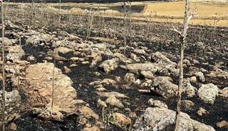 Diyarbakır&rsquo;da y&uuml;zlerce d&ouml;n&uuml;m ekili alan k&uuml;l oldu