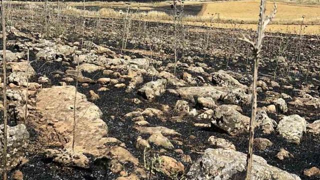 Diyarbakır’da yüzlerce dönüm ekili alan kül oldu