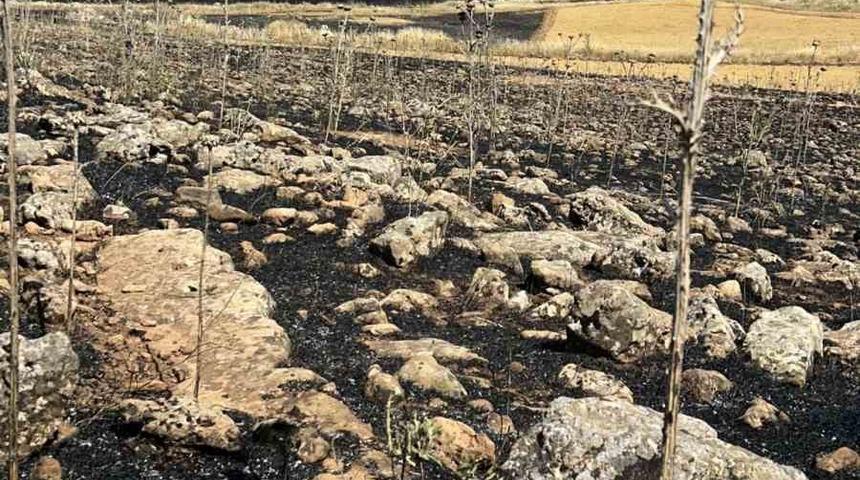 Diyarbakır&rsquo;da y&uuml;zlerce d&ouml;n&uuml;m ekili alan k&uuml;l oldu
