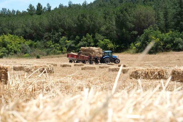 Balıkesir Üniversitesi 600 dekar alanda hasata başladı 2