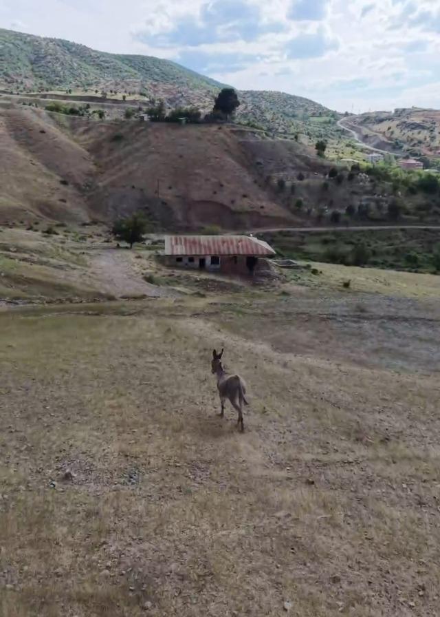 Elazığ’da sürüden ayrılan eşeği dronun sesi geri getirdi 1