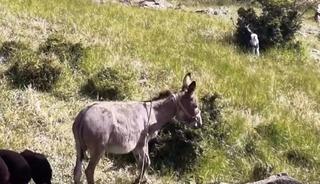 Elazığ&rsquo;da s&uuml;r&uuml;den ayrılan eşeği dronun sesi geri getirdi
