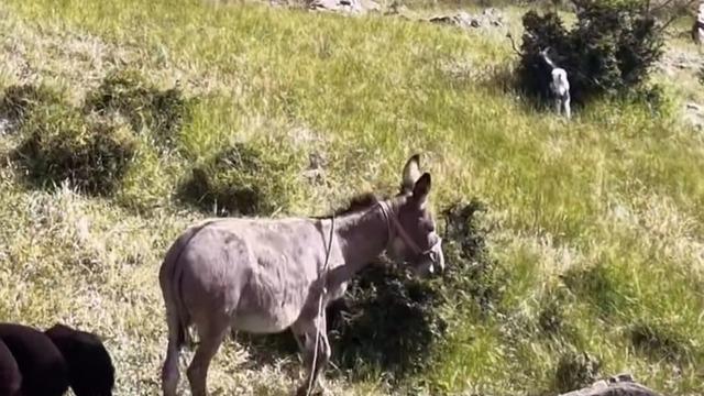 Elazığ’da sürüden ayrılan eşeği dronun sesi geri getirdi