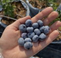 Gevreklerin ve smoothie�lerin gizli kahraman�! ��te yaban mersininin bilinmeyen faydalar�