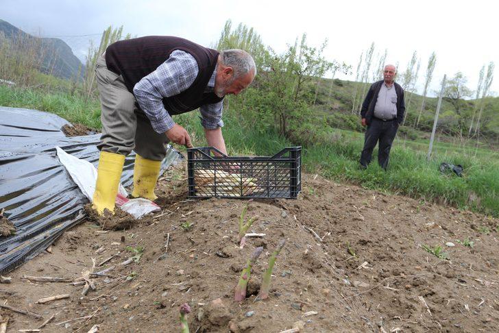  Köyüne dönen gurbetçi, kuşkonmaz üretimine başladı G1