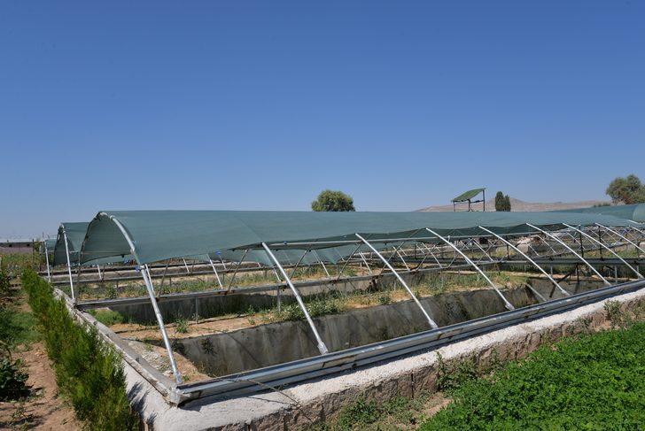 Kayseri’de ürettiği sülükleri dünyaya pazarlıyor G5