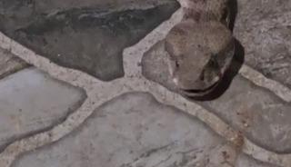 Balkona &ccedil;ay i&ccedil;meye &ccedil;ıktı, karşısında dev yılanı g&ouml;r&uuml;nce donakaldı
