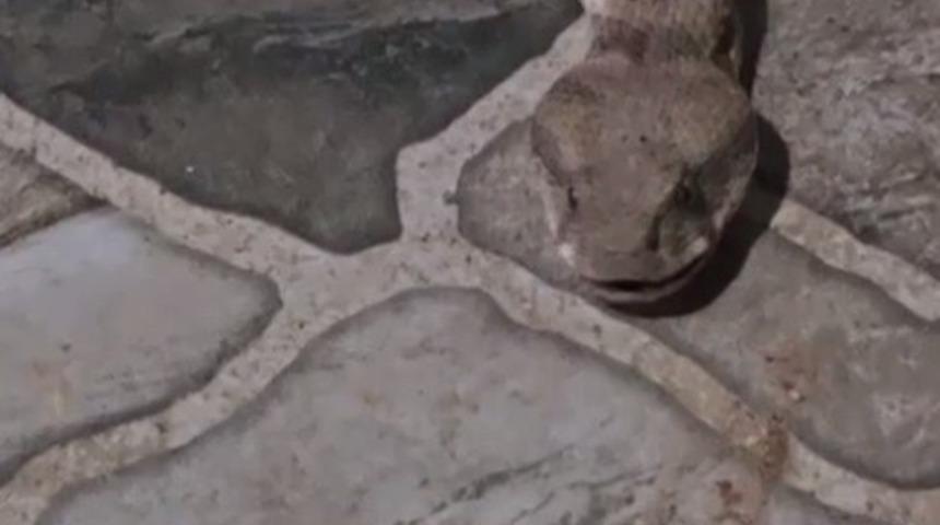 Balkona &ccedil;ay i&ccedil;meye &ccedil;ıktı, karşısında dev yılanı g&ouml;r&uuml;nce donakaldı