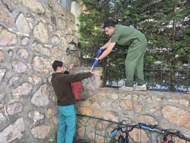 Demir korkuluklara takılan kirpi, tedavi altında 5