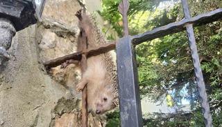 Demir korkuluklara takılan kirpi, tedavi altında