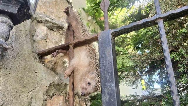 Demir korkuluklara takılan kirpi, tedavi altında