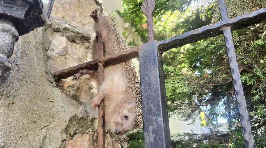Demir korkuluklara takılan kirpi, tedavi altında