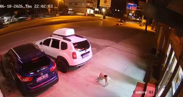 K&ouml;peğe &ccedil;arpmamak i&ccedil;in yaptığı manevra hayatına mal oldu 3