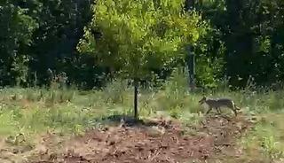 Kayısı bah&ccedil;esinde trakt&ouml;r kullanan &ccedil;ift&ccedil;i kurtla burun buruna geldi