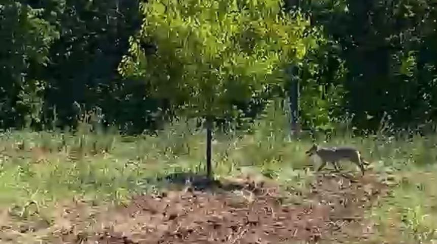 Kayısı bah&ccedil;esinde trakt&ouml;r kullanan &ccedil;ift&ccedil;i kurtla burun buruna geldi