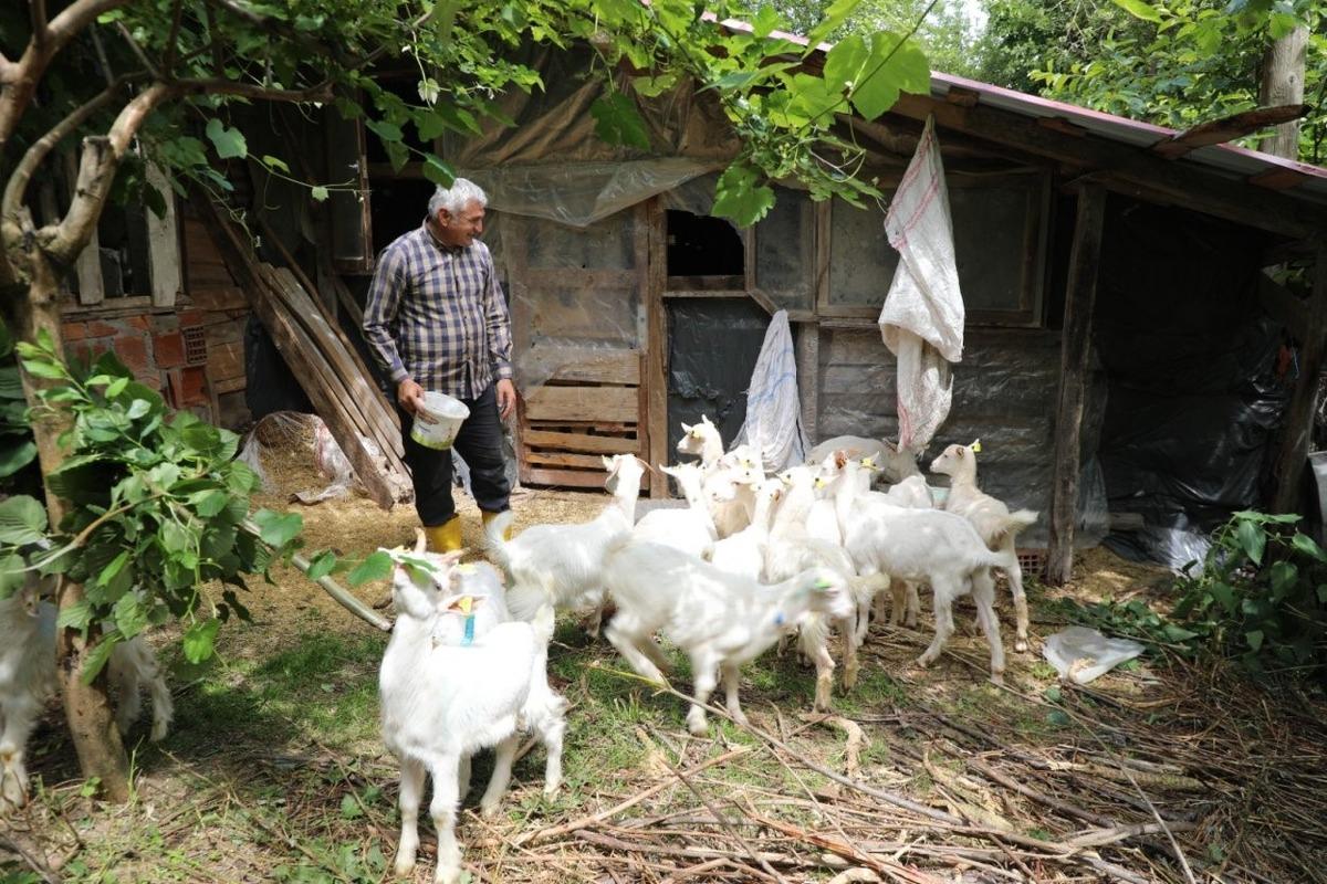 Ordu Belediyesi’nden çiftçiye kaba yem desteği 2