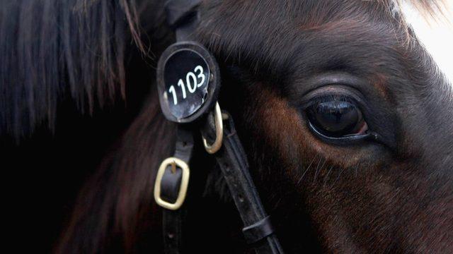 Hendra virüsü Avustralya'da hem atları hem de insanları öldürüyor