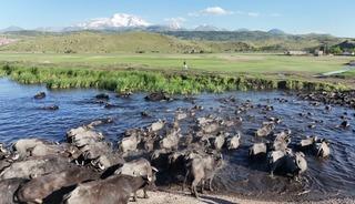 Erciyes'in eteklerinde manda safari: Afrika'yı andıran g&ouml;r&uuml;nt&uuml;ler